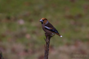 Stenknäck (Coccothraustes coccothraustes)