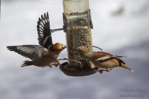 Stenknäck (Coccothraustes coccothraustes)