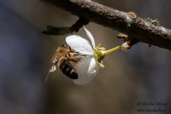 Honungsbi eller tambi (Apis mellifera)