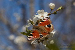 Påfågelöga (Inachis io)