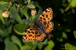 Kartfjäril (Arashnia levana)