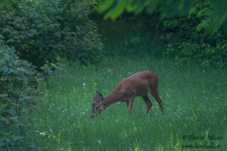 Rådjur (Capreolus capreolus)