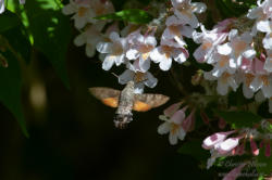 Större dagsvärmare (Macroglossum stellatarum)