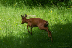 Rådjur (Capreolus capreolus)