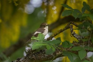 Svartvit flugsnappare (Ficedula hypoleuca)