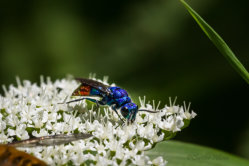 Guldstekel chrysis sp. ignita-gruppen