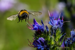 Mörk jordhumla (Bombus terrestris)