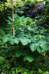 trolldruva, Actaea spicata