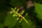 trolldruva, Actaea spicata