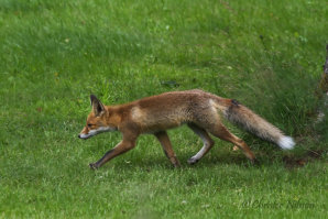 Rödräv (Vulpes vulpes)