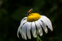 Ängsblombock (Stenurella melanura)