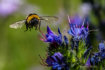 Mörk jordhumla (Bombus terrestris)