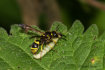 Sexbandad murargeting (Ancistrocerus claripennis)