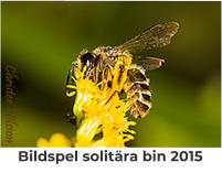 Bildspel solitära bin 2015