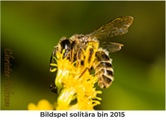 Bildspel solitära bin 2015