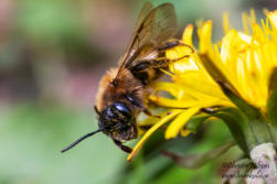 Trädgårdssandbi (Andrena haemorrhoa)