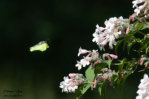 Citronfjäril Gonepteryx rhamni)