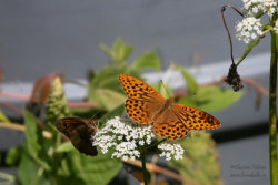 Silverstreckad pärlemorfjäril (Argynnis paphia)