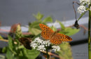 Silverstreckad pärlemorfjäril (Argynnis paphia)