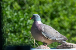 Ringduva (Columba palumbus)