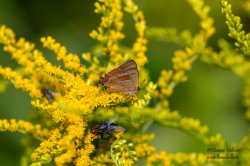 Almsnabbvinge (Satyrium w-album)