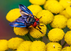 Parasitfluga (Phasia hemiptera)